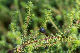 Empetrum caucasicum. Часть веточки с плодами. Кабардино-Балкария, Чегемский р-н, дол. р. Башиль-Аузусу, хвойный лес. 02.08.2026.