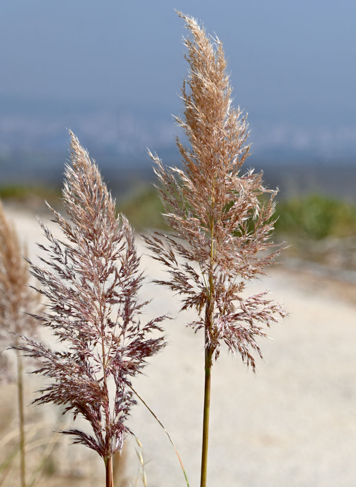 Image of Cortaderia selloana specimen.