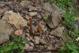род Orobanche. Растения с развивающимися соцветиями (верхушка побега слева утрачена). Турция, ил Артвин, монастырь Парехи, у разрушенной Верхней церкви, среди камней. 12 июня 2026 г.
