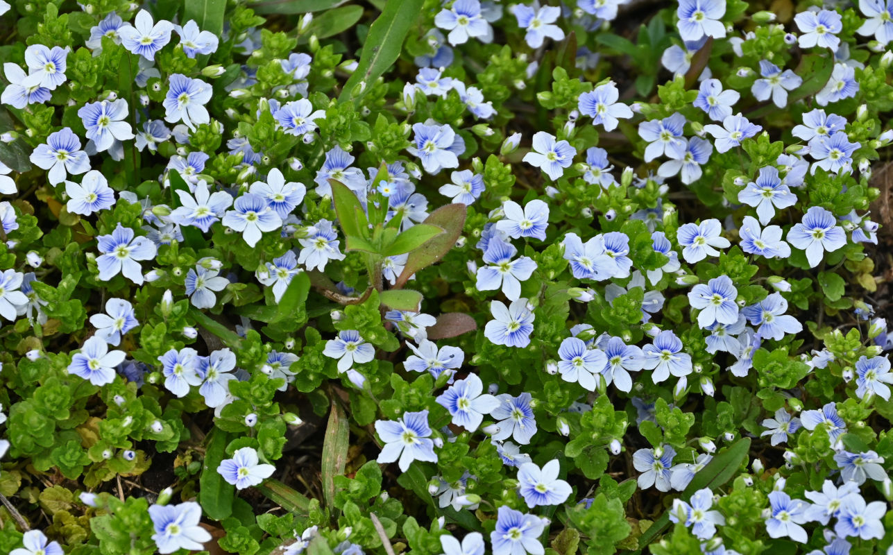 Image of Veronica filiformis specimen.