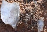 Nanophyton iliense. Растение в состоянии летнего покоя. Казахстан, Алматинская обл., горы Богуты, гипсоносные пестроцветы. 20 сентября 2026 г.