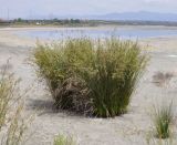 Juncus maritimus