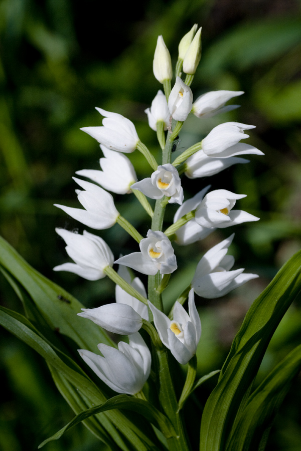 Image of Cephalanthera longifolia specimen.