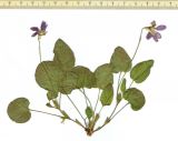 Viola isopetala