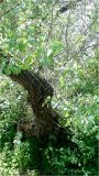 Populus euphratica