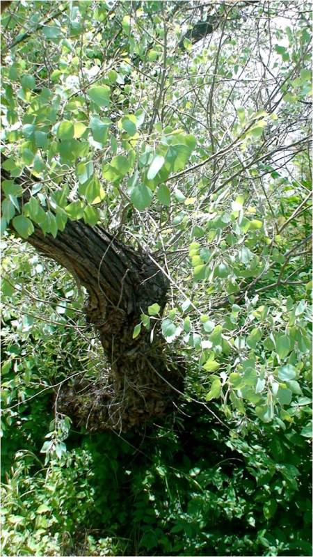 Image of Populus euphratica specimen.