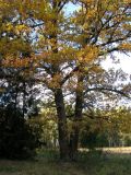 Quercus robur. Деревья в осенней листве. Московская обл., Серпуховской р-н, Приокско-Террасный биосферный заповедник, лесная опушка у долины р. Тадинка. 11.10.2009.