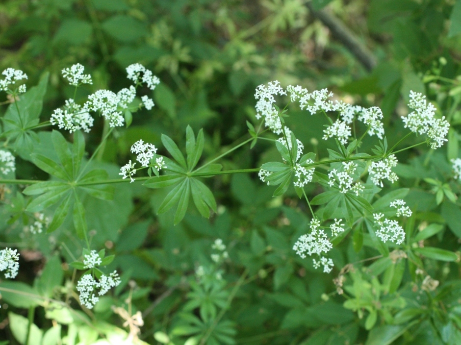 Image of Galium pseudorivale specimen.