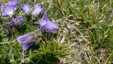 Campanula tridentata