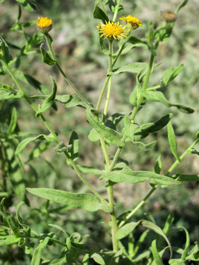 Изображение особи Pulicaria dysenterica.