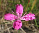 Dianthus deltoides. Аномальный цветок с четырьмя лепестками. Архангельская обл., Вельский р-н, окр. ст. Солга, поле. 10.07.2011.