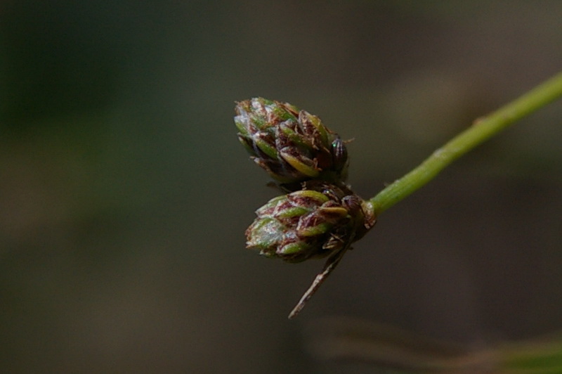 Изображение особи Isolepis setacea.