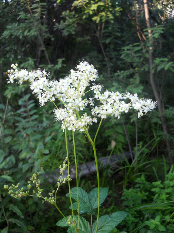 Image of Filipendula ulmaria specimen.