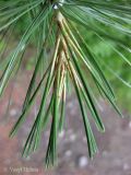 Pinus strobus