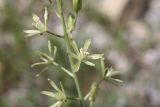 Ornithogalum pyrenaicum