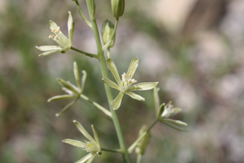 Image of Ornithogalum pyrenaicum specimen.