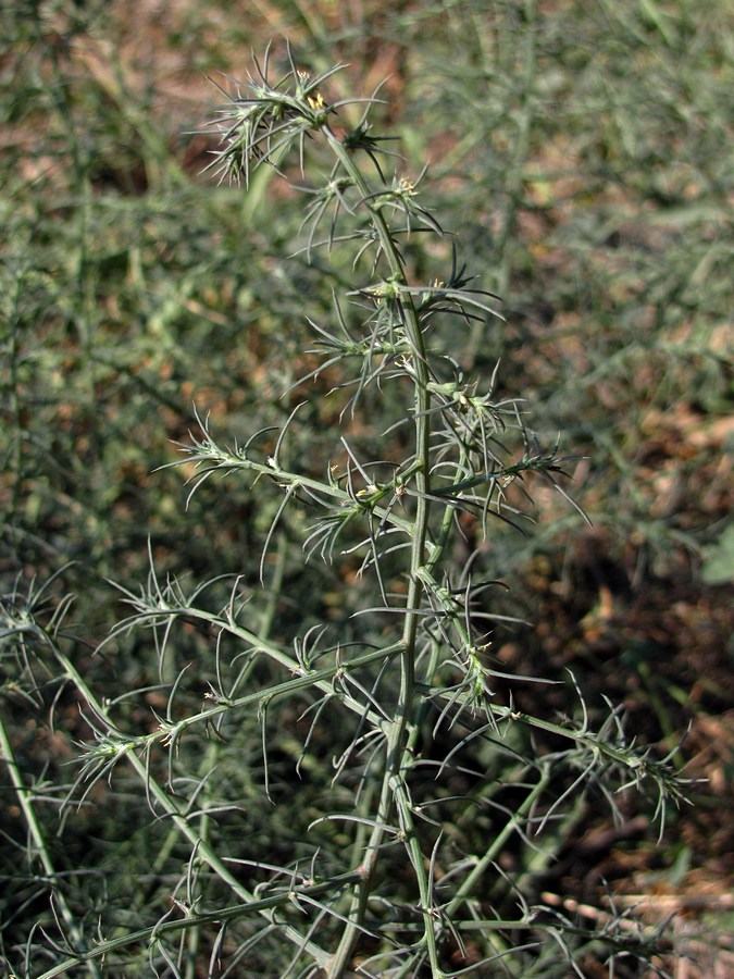 Изображение особи Salsola tragus.