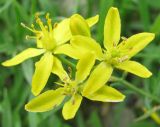 Image of taxon representative. Author is Ира Хан