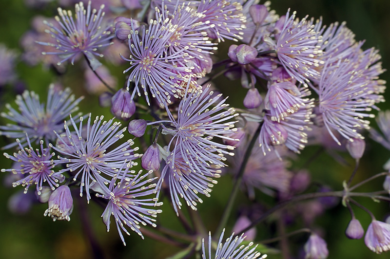 Image of Thalictrum aquilegiifolium specimen.