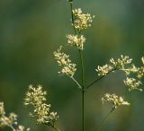 Silene chersonensis. Часть соцветия. Воронежская обл., Павловский р-н, окр. с. Михайловка (Шипов лес). 18.06.2011.