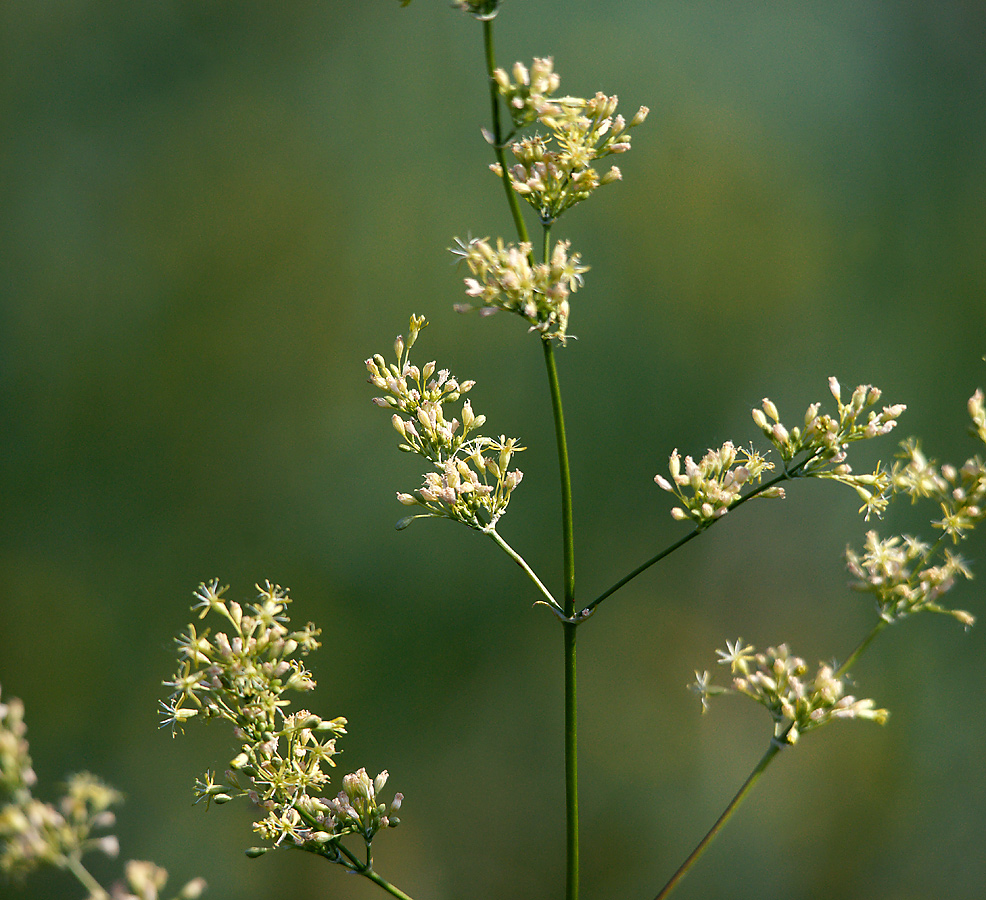 Image of Silene chersonensis specimen.