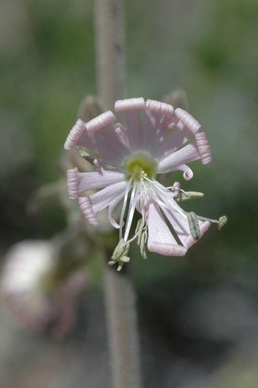 Image of Silene quadriloba specimen.