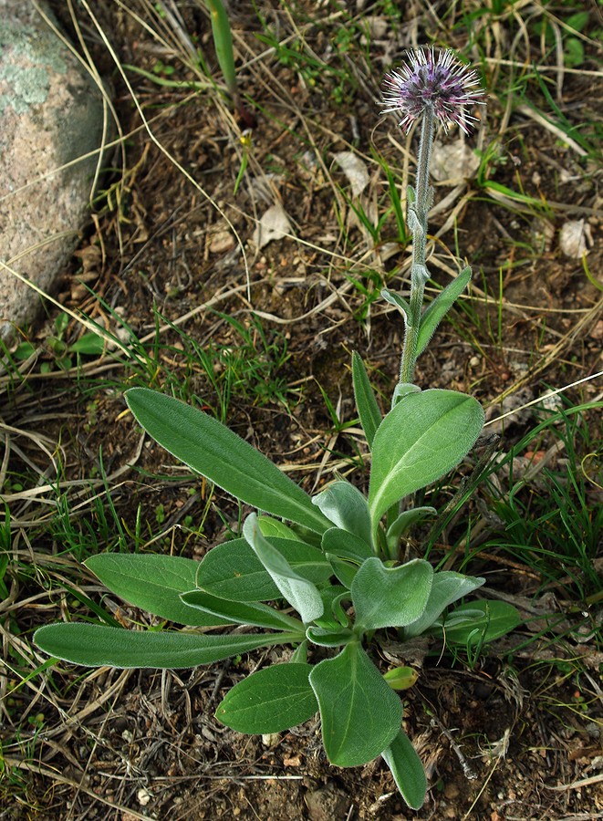 Изображение особи Solenanthus karateginus.