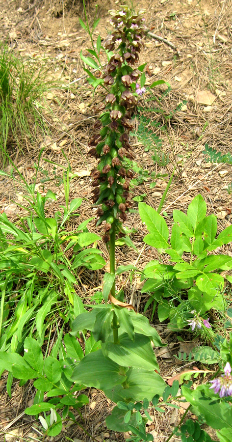 Изображение особи Epipactis helleborine.