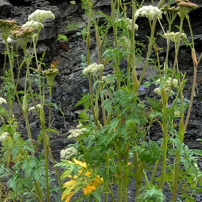 Image of Conioselinum tataricum specimen.