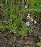 Erodium cicutarium