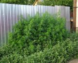 Cannabis variety spontanea