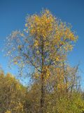 Salix pentandra. Дерево с осенней окраской листьев. Окр. Архангельска, небольшой лес преимущественно из Salix. 01.10.2011.