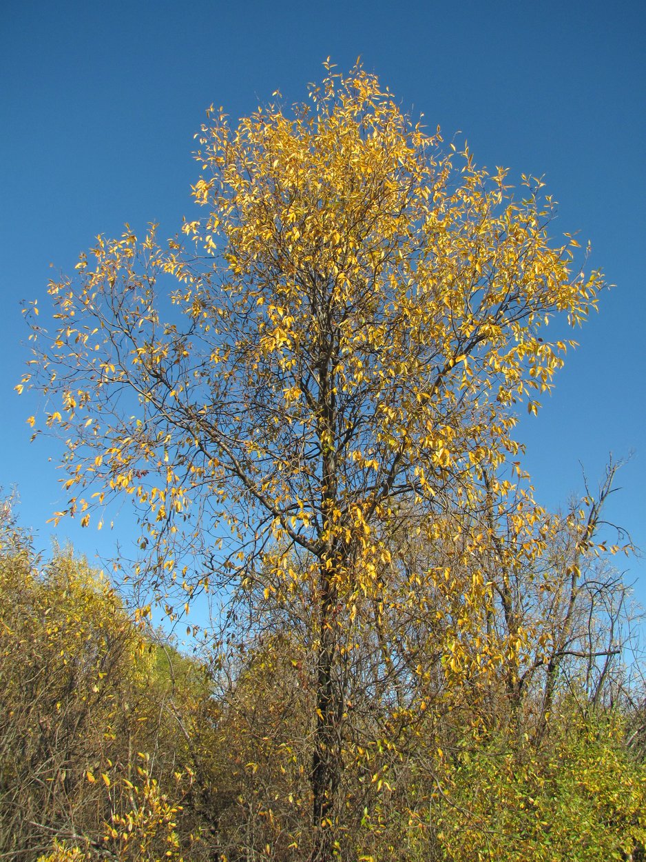 Image of Salix pentandra specimen.