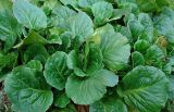 Bergenia crassifolia. Листья. Московская обл., дачный участок. 19.08.2006.