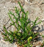 Salicornia perennans