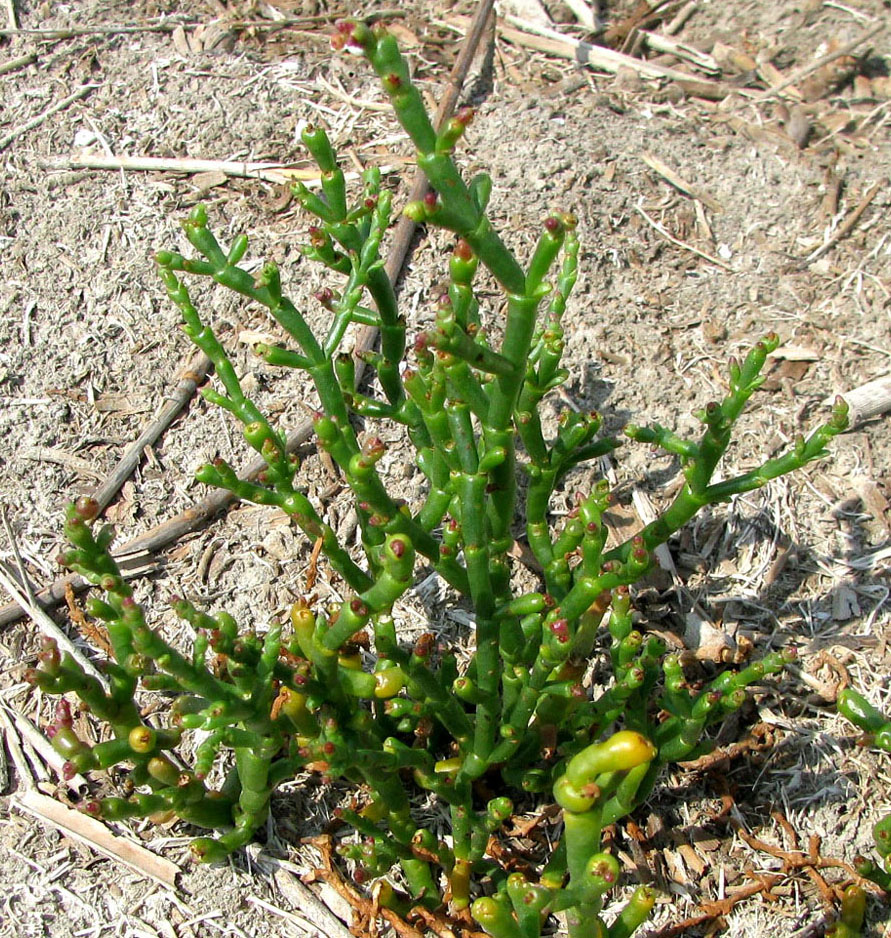 Изображение особи Salicornia perennans.