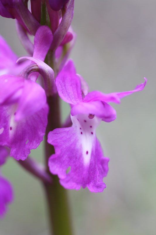 Image of Orchis mascula specimen.