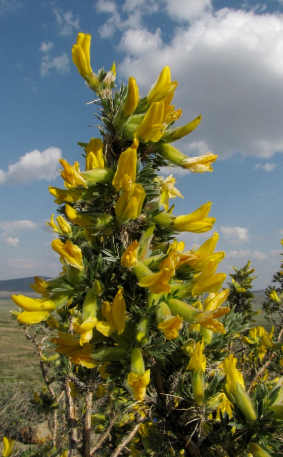 Изображение особи Caragana bongardiana.