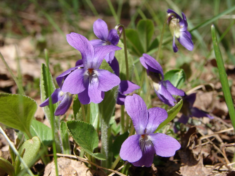 Изображение особи Viola hirta.