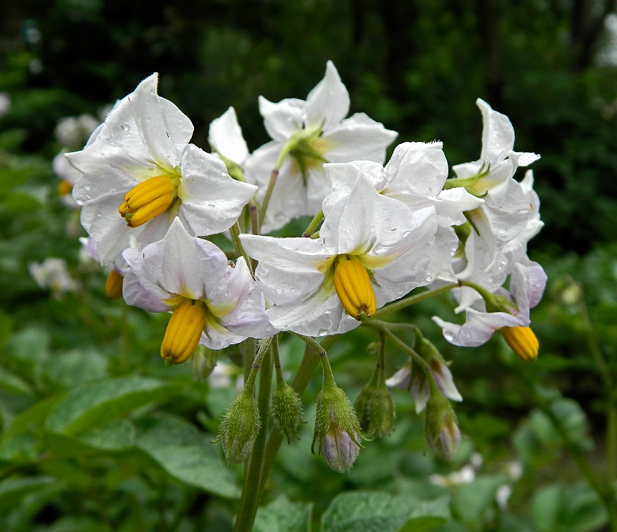 Image of Solanum tuberosum specimen.