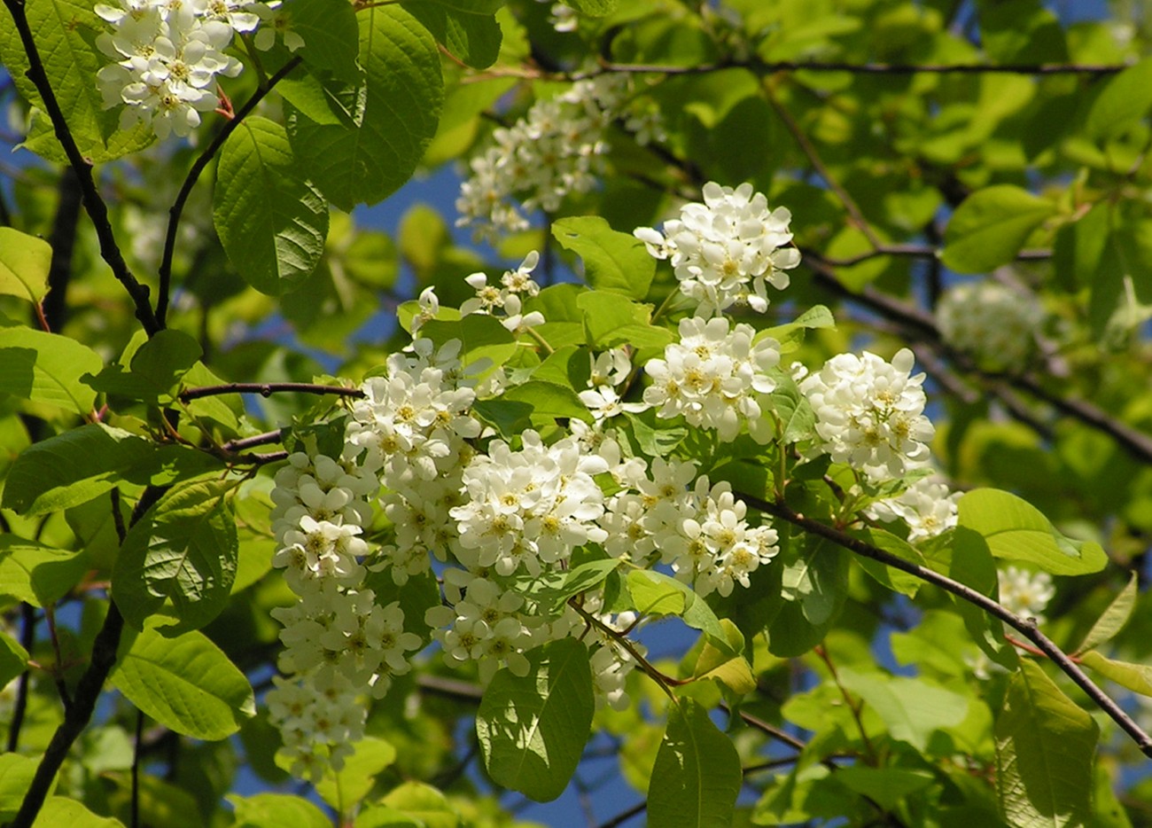 Изображение особи Padus avium ssp. pubescens.