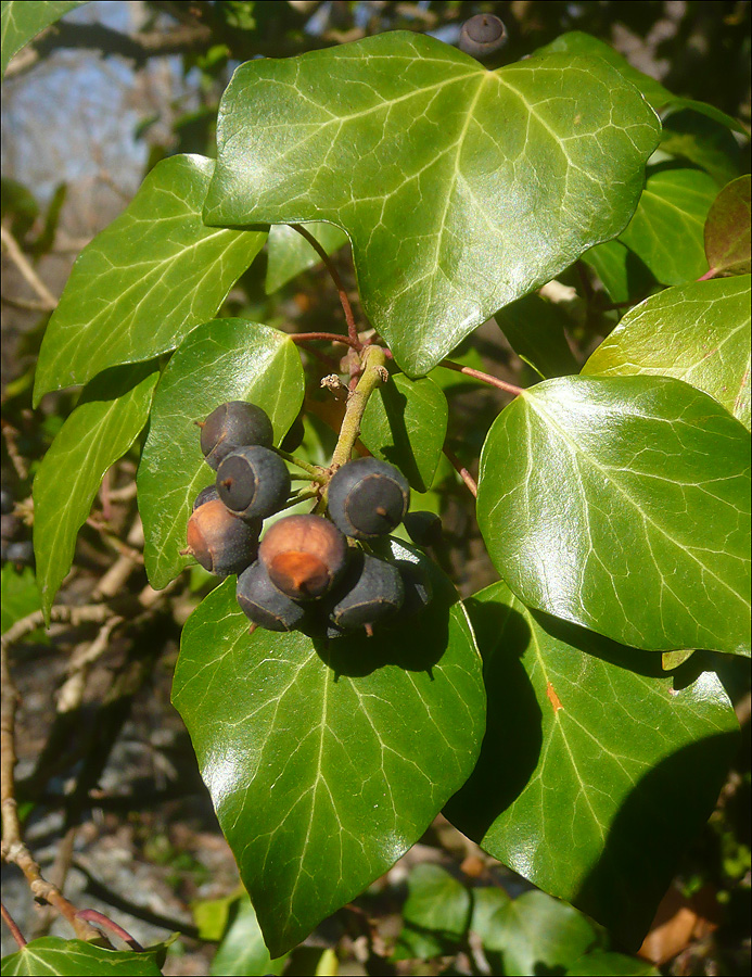 Изображение особи Hedera helix.