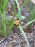 Sternbergia colchiciflora