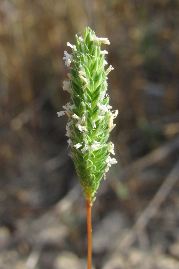 Изображение особи Phleum subulatum.