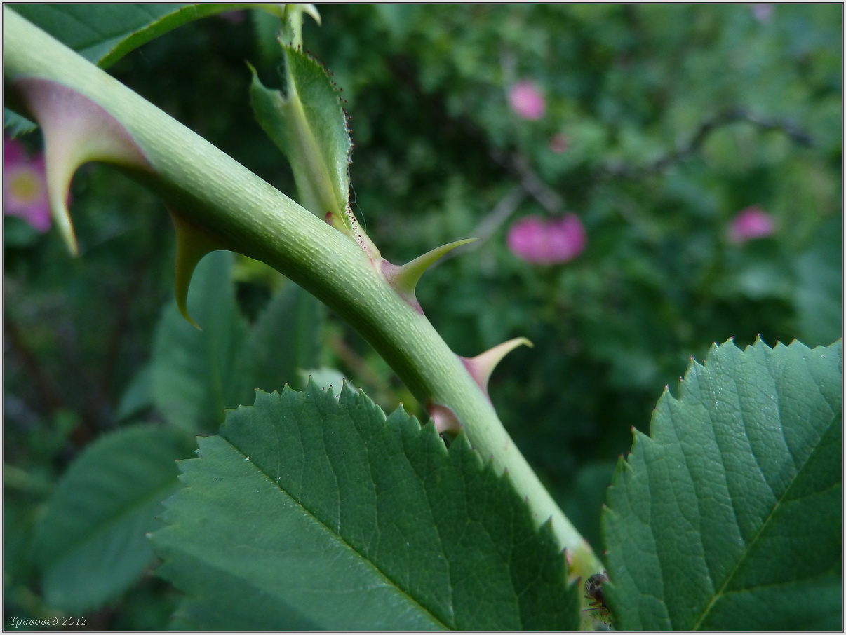 Image of Rosa dumalis specimen.