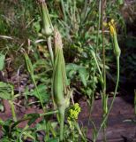 Tragopogon orientalis. Верхушка растения с отцветшими корзинками. Курская обл., Железногорский р-н, окр. ж.д. ст. Мицень. 22 июля 2007 г.