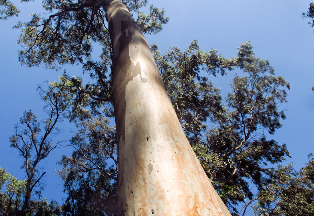 Image of Eucalyptus camaldulensis specimen.