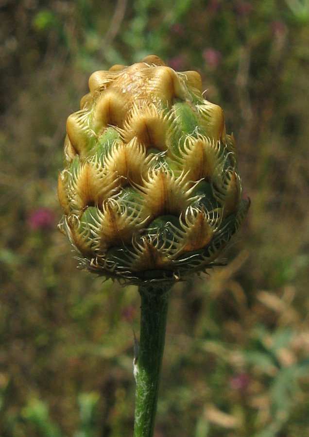 Image of Centaurea orientalis specimen.