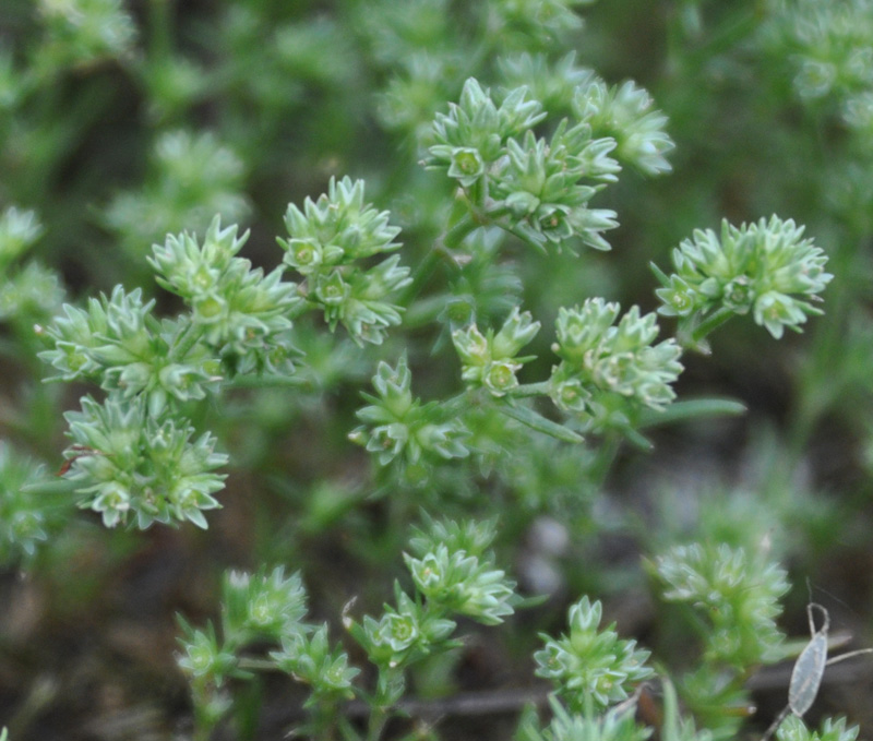 Изображение особи род Scleranthus.