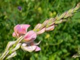 Onobrychis viciifolia